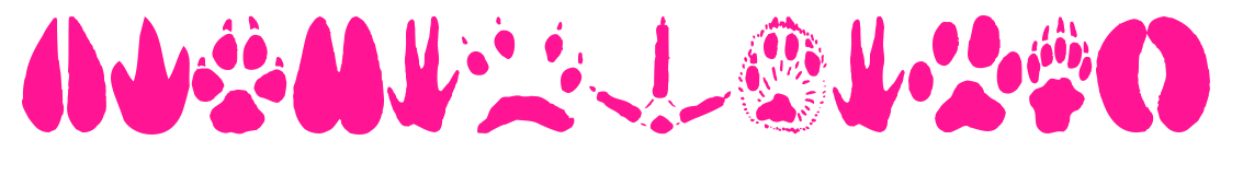 AnimalTracks预览图片